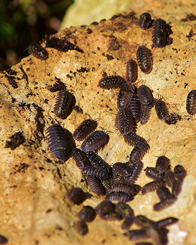 Termites Be Gone: Proven Techniques for Successful Termite Control In Corona