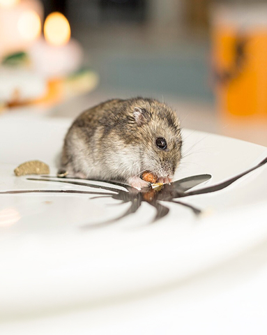 Rodent Rundown: Keeping These Dangerous Pests Away From Your Corona Property