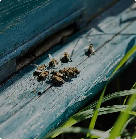 A Guide To Carpenter Bee Control And Removal In Corona