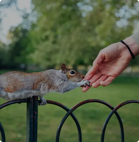 Corona’s Guide To Effective Wildlife Control