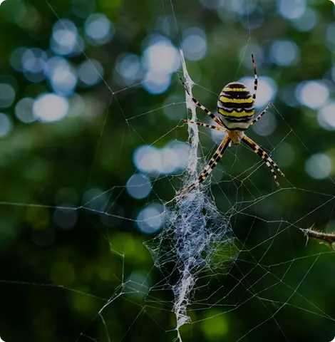 Spider Wars: How To Win The Battle Against Arachnids In Corona
