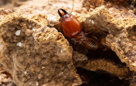 How To Make Sure You Are Prepared For Termite Season In Phoenix