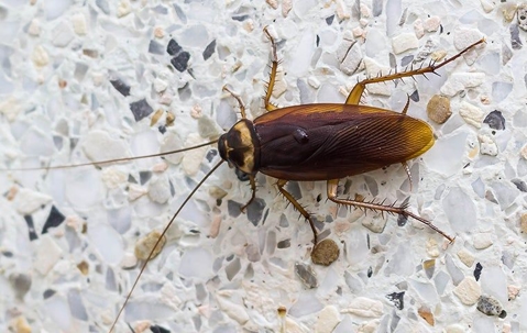 The Secret To Getting Rid Of Cockroaches In Your Corona Home