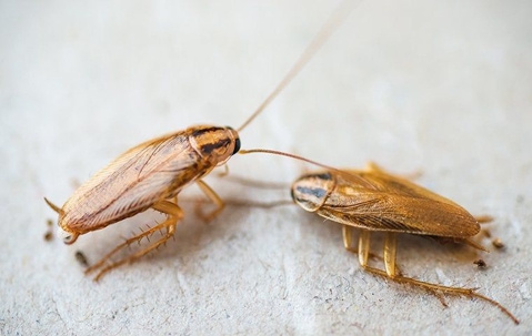 The Key To Keeping The Cockroaches In Corona Out Of Your Home