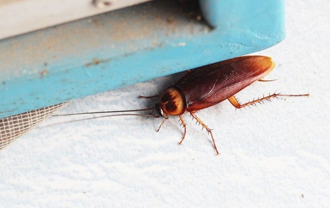 How To Get Rid Of Cockroaches In Your Corona House