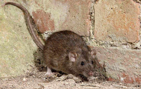 What Kind Of Problems Can Rodents Cause In Your Corona Home