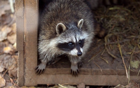 Help! There Are Raccoons All Over My Corona Yard
