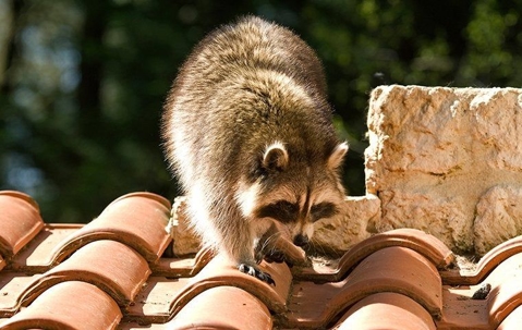How To Effectively Keep The Raccoons In Corona Away From Your Home