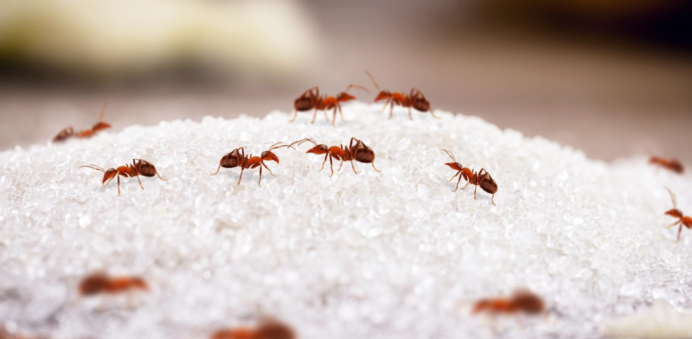 Ant Control Services in Corona CA