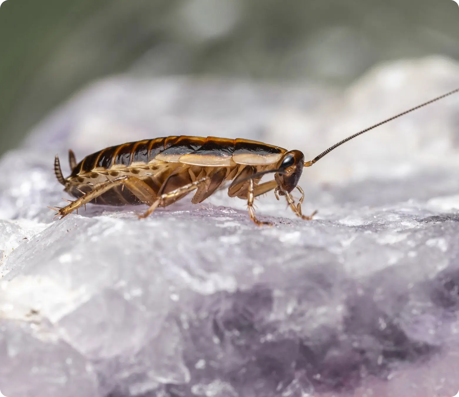 Cockroaches