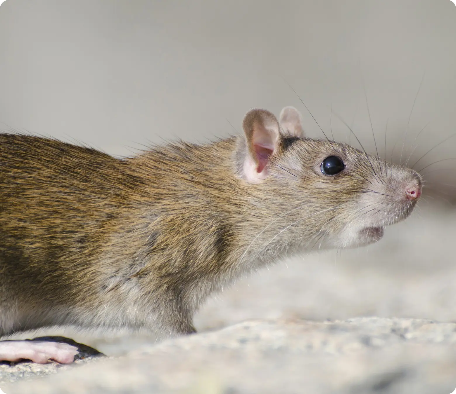 Rodents