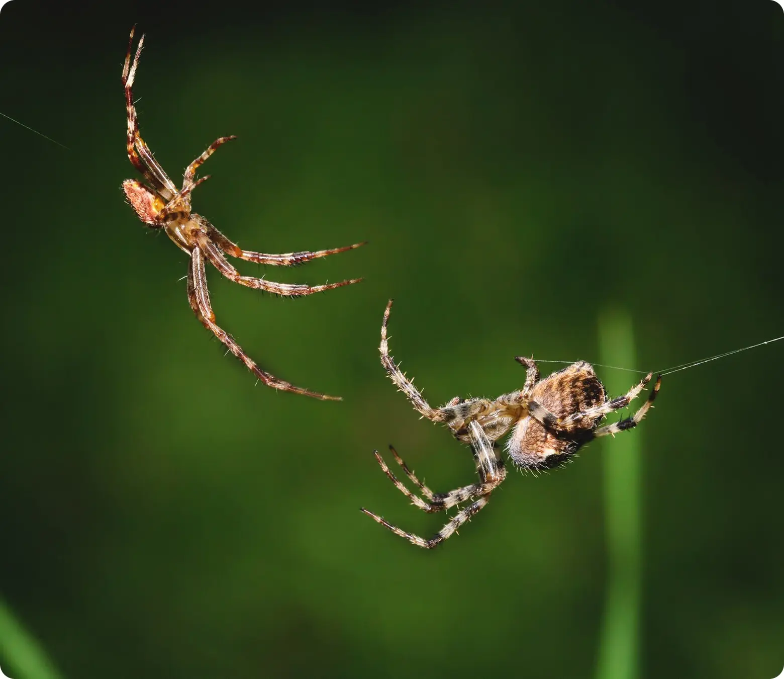 Spiders