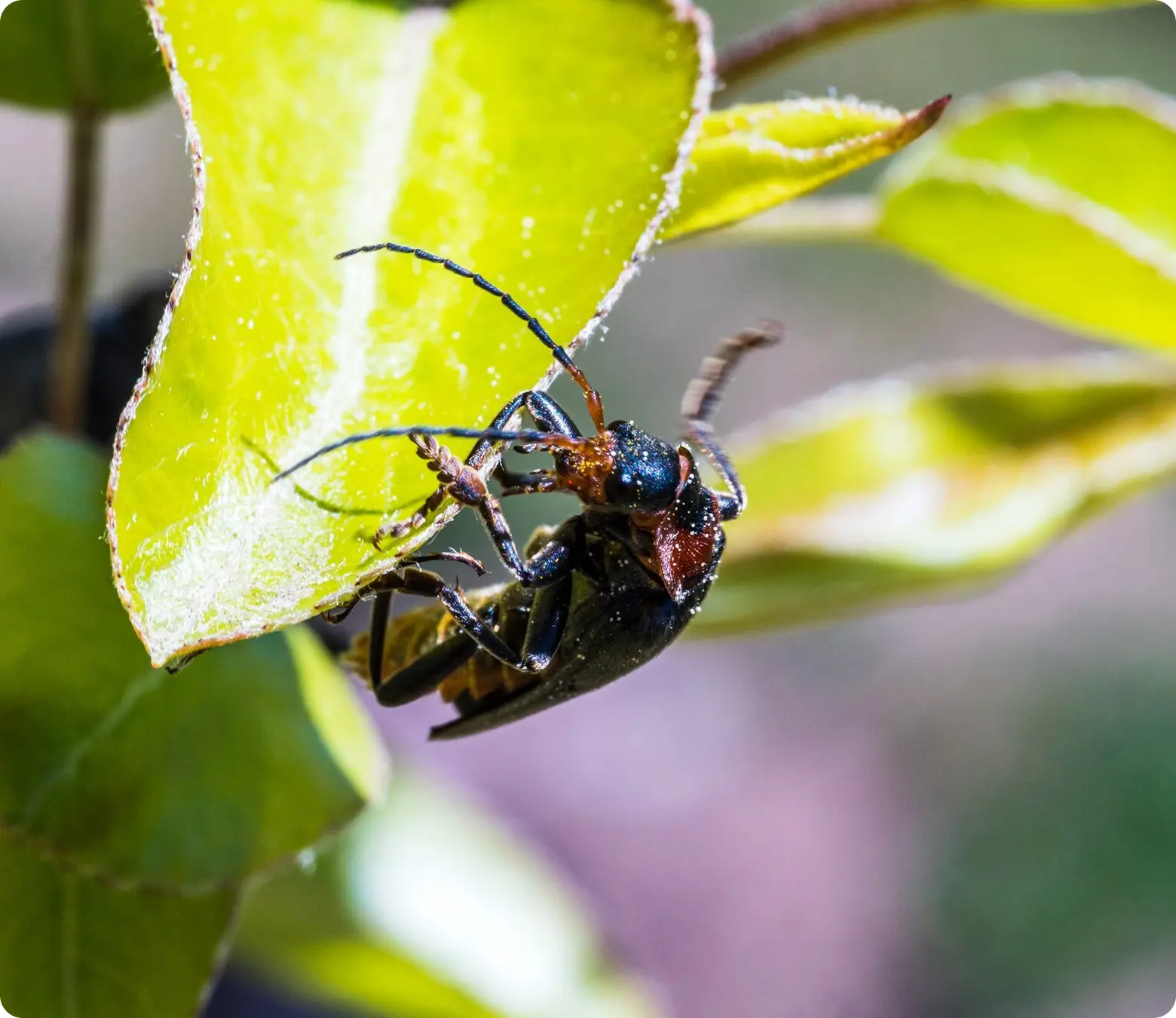 Stinging Insects