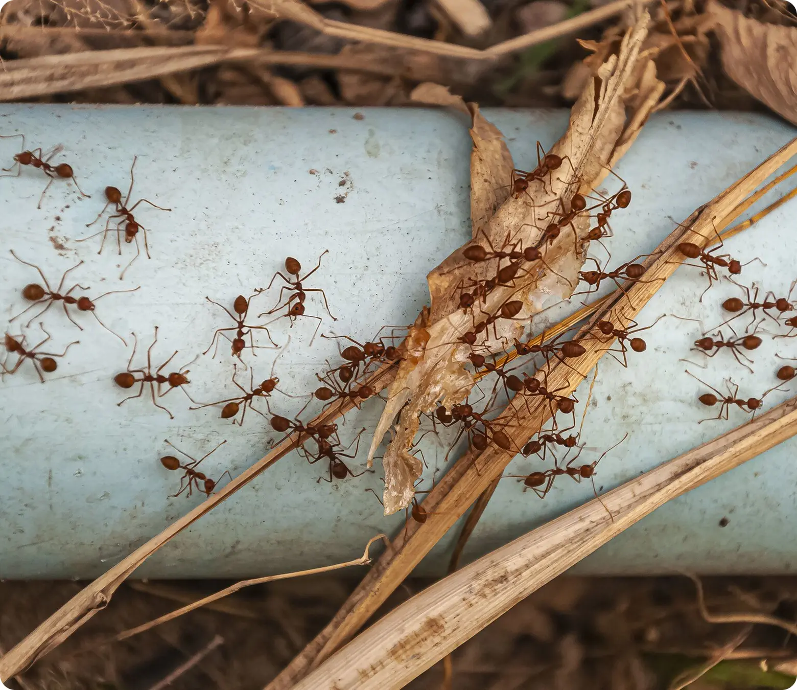 Termites