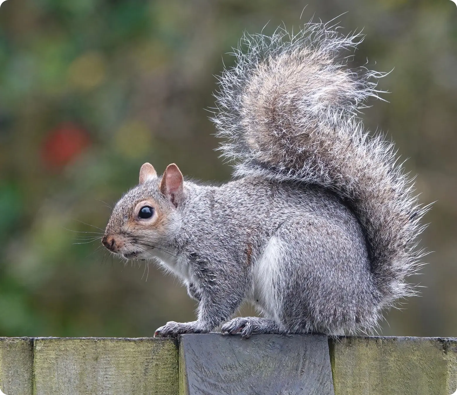 Wildlife