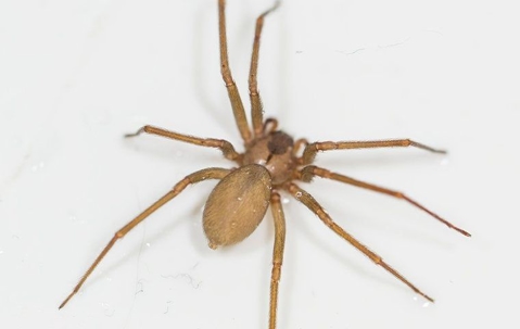 Should I Be Scared Of The Spiders Around My Corona Home?
