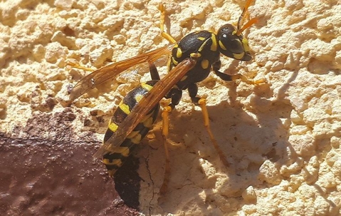 How To Handle A Wasp Infestation In Corona
