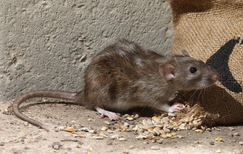 What’s The Best Way To Get Rid Of Rats In My Corona House? | Allied Pest Control