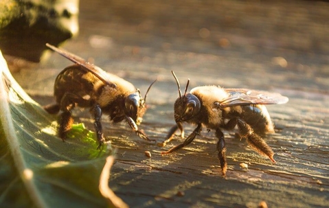 Don’t Let The Carpenter Bees In Corona Destroy Your Property | Allied Pest Control