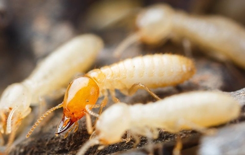 The Trick To Catching Termites Early In Corona