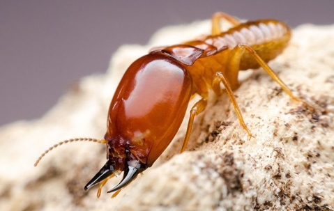How To Protect Your Corona Home From Termites | Allied Pest Control