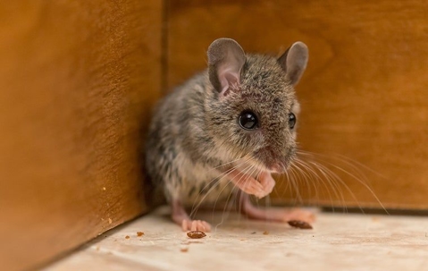 A Guide To Effective Rodent Control For Corona Property Owners