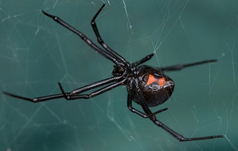 What Kind Of Issues Can House Spiders In Corona Cause?