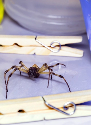 Spider Control service image